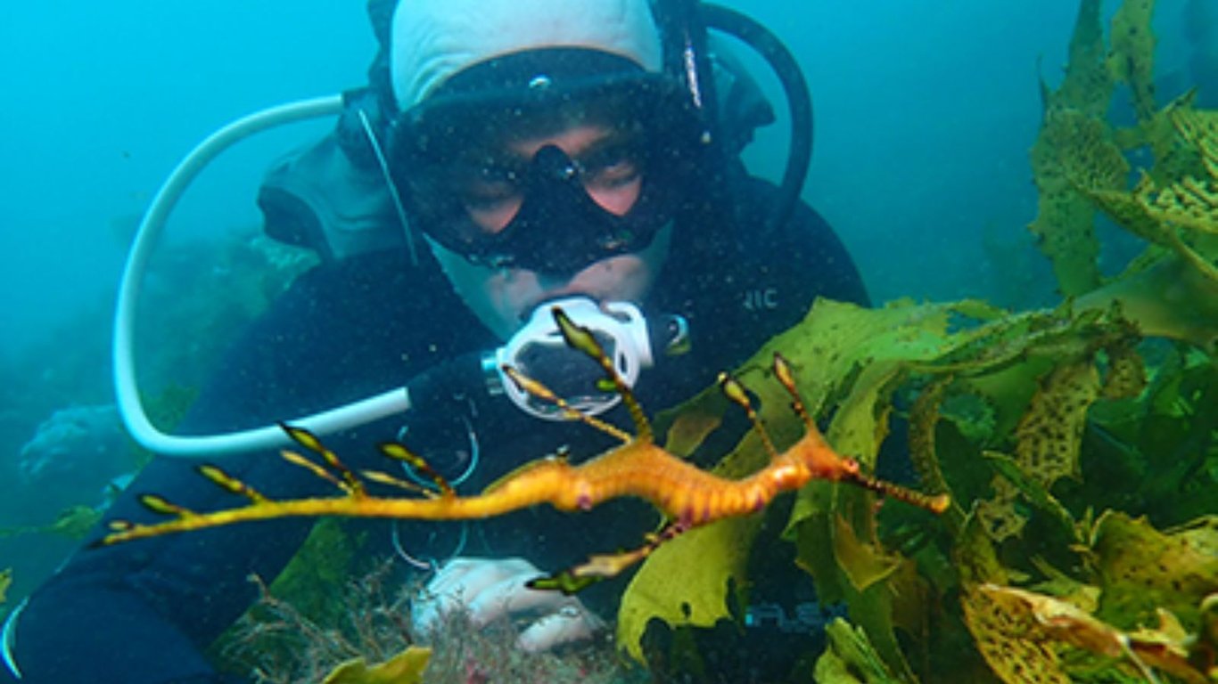 A scuba diver is seen skillfully navigating through the kelp forest, to observe a baby seadragon