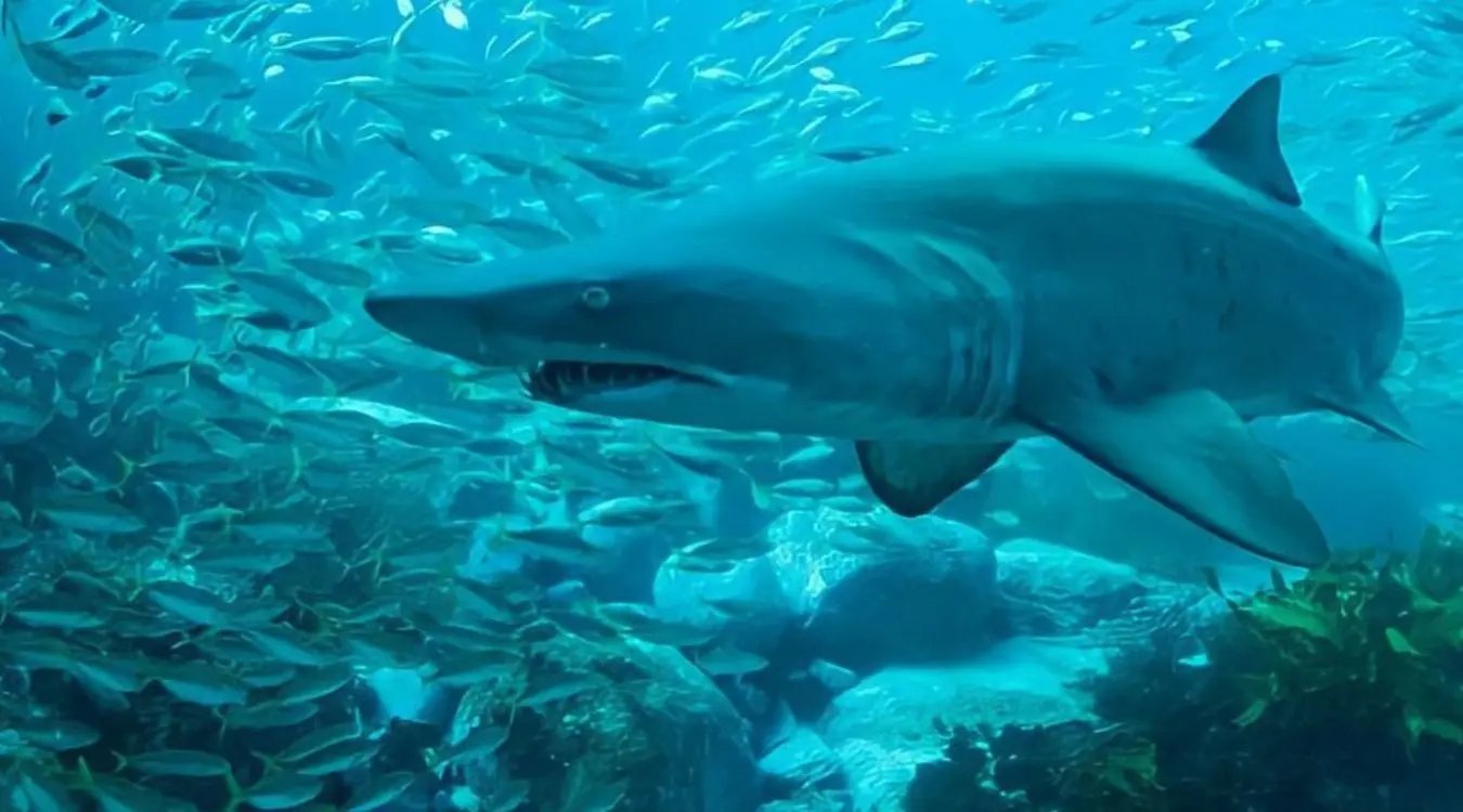 A grey nurse shark glides gracefully over a sandy reef at Magic Point in Sydney, showcasing the diverse marine life that thrives in this fantastic dive site. This underwater adventure is perfect for experienced divers looking to explore the vibrant ecosystems and unique species found in the waters of Sydney, including the iconic grey nurse sharks.