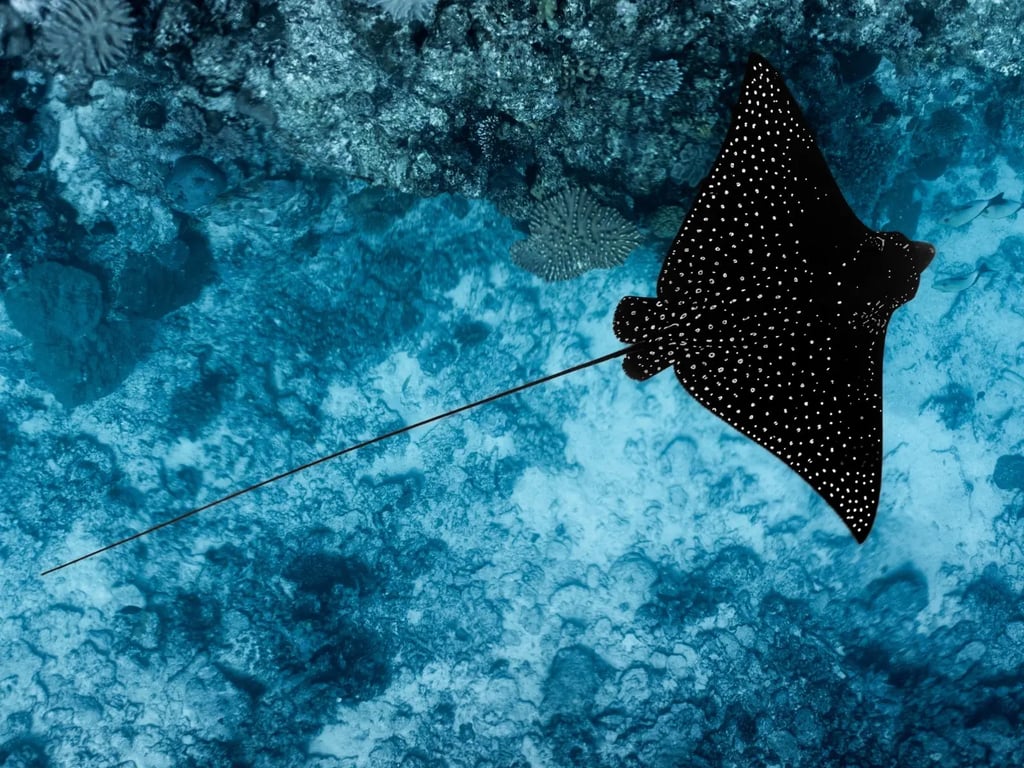 Spotted eagle ray swimming above a coral reef