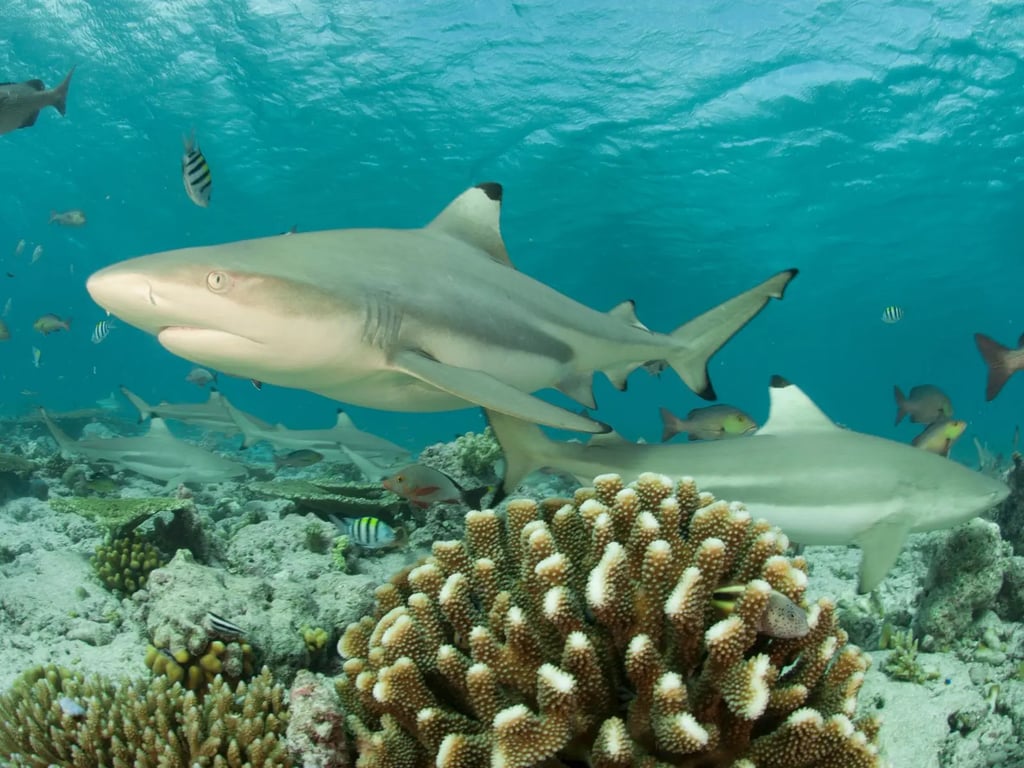 Blacktip reef sharks swimming around a coral bommie
