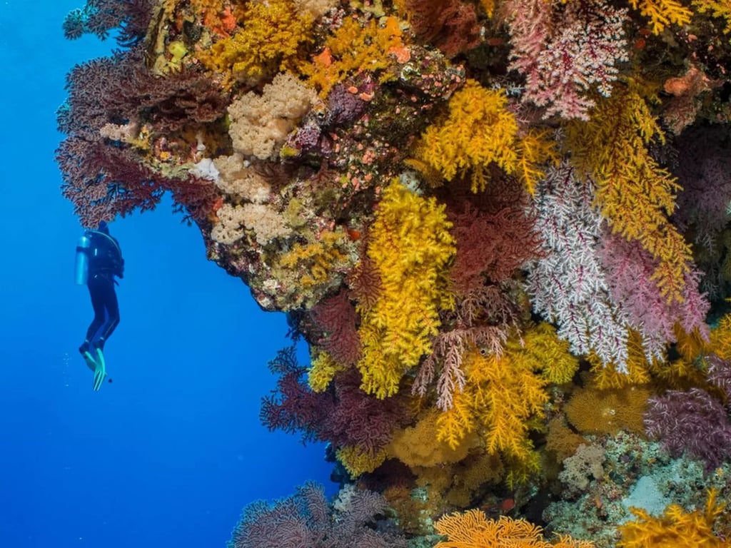 Diver exploring a vertical reef wall at Osprey Reef, Coral Sea.