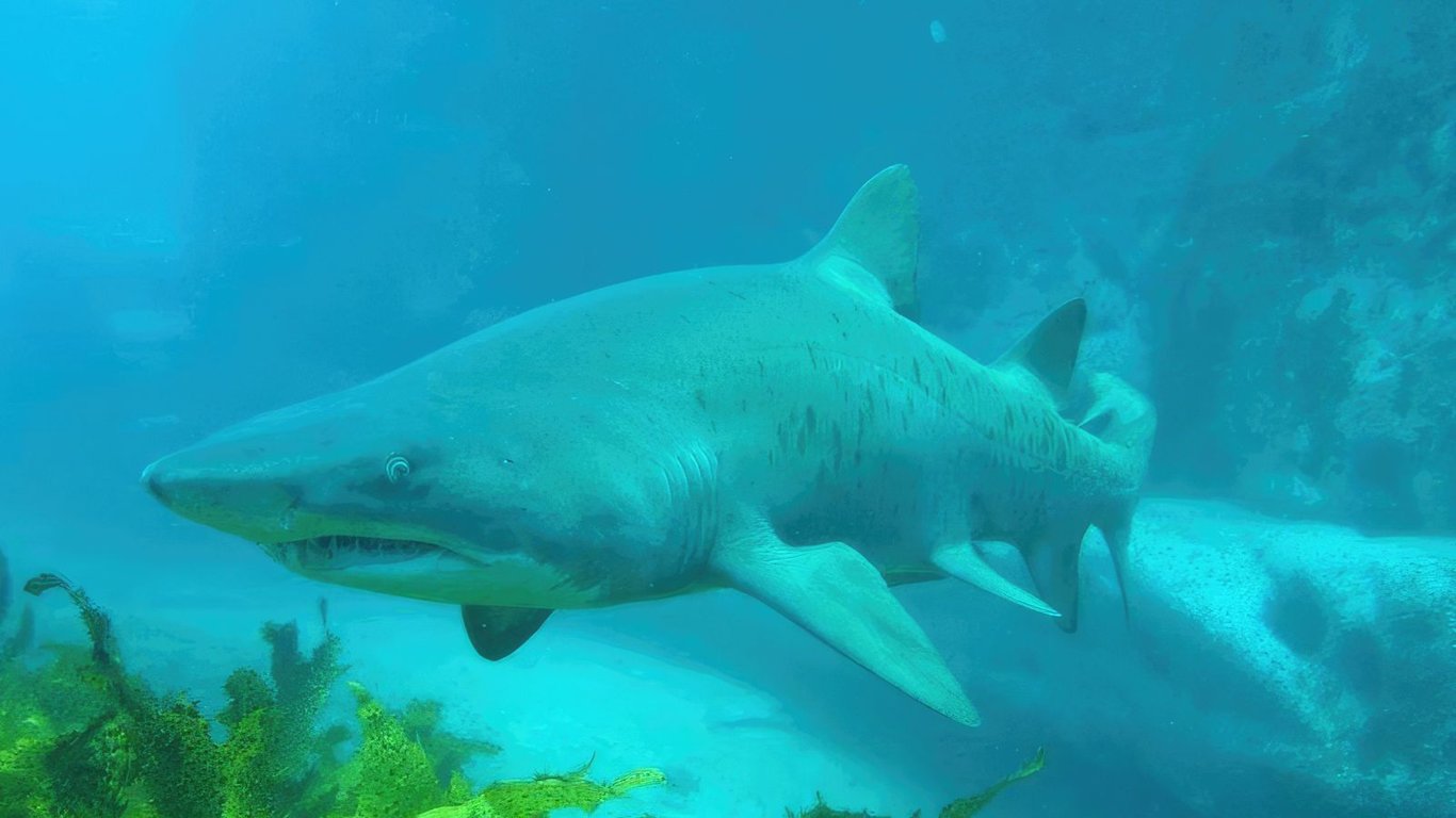  A grey nurse sharks swims gracefully at the Magic Point aggregation site, showcasing the vibrant marine life that attracts scuba diving enthusiasts. This popular dive site near Sydney is known for its abundance of diverse marine species, including port jackson sharks and stunning weedy sea dragons.