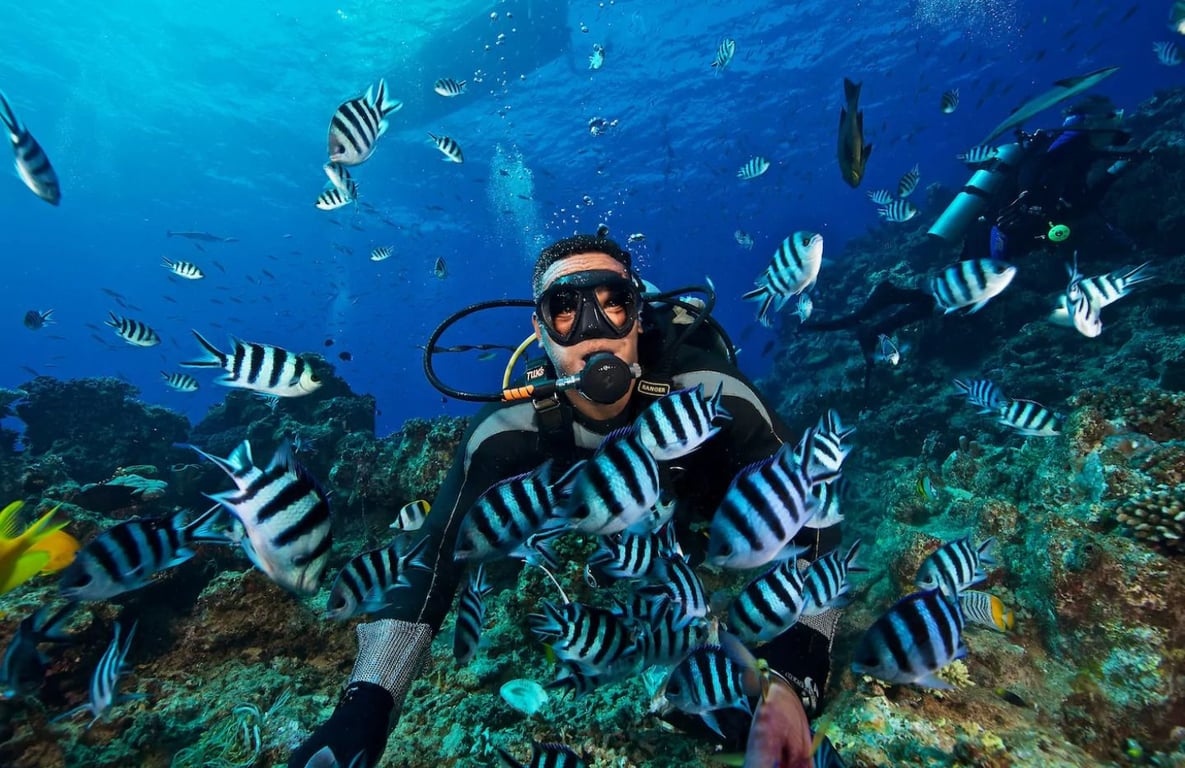 An underwater scene showcasing vibrant Sydney marine life, featuring a variety of colorful fish swimming among intricate coral formations. This lively environment is ideal for both scuba divers and those embarking on a freediving journey, highlighting the beauty of ocean exploration.