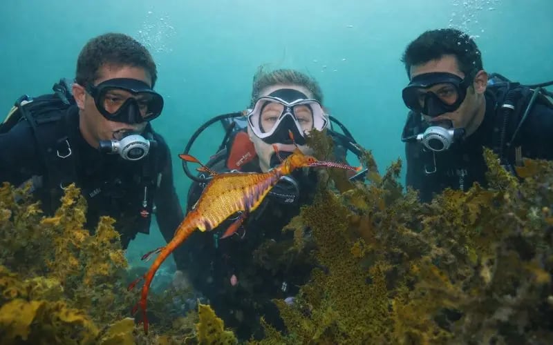 Divers observing a weedy seadragon in Sydney
