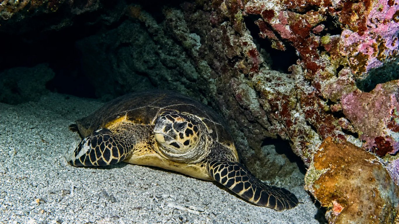 Sea turtle resting beneath a coral ledge near Moso Island, Vanuatu