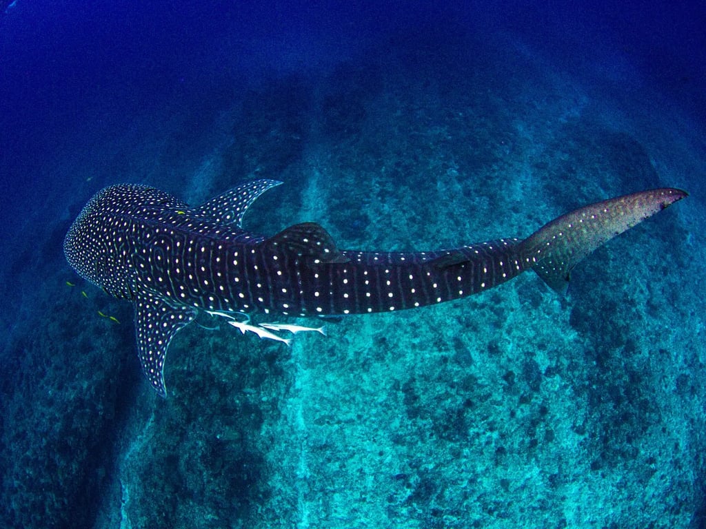 Ningaloo Reef megafauna diving and whale shark destination