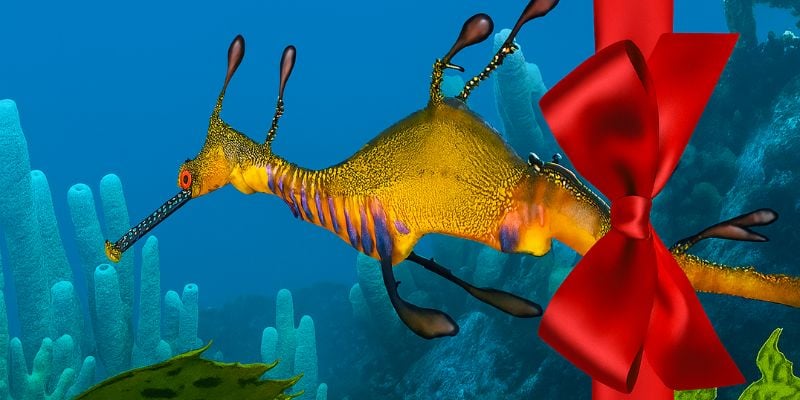 Scuba Gift Certificates – Digital and Instant
