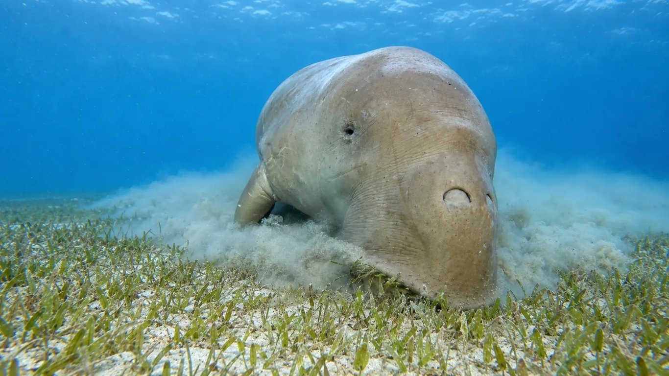 Dugong grazing seagrass and stirring a pale cloud of sediment