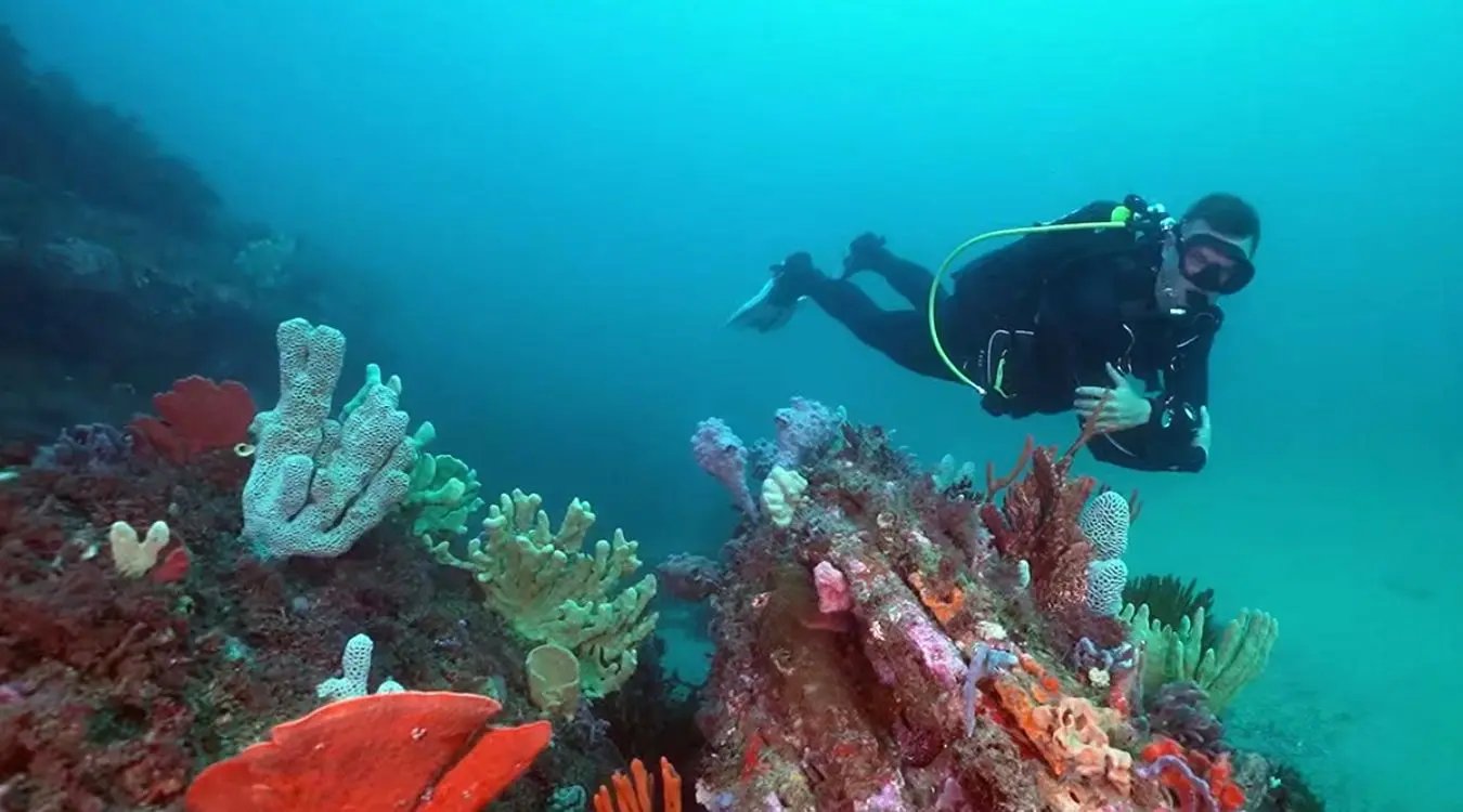 A scuba diver glides gracefully over a vibrant temperate reef in Sydney waters, surrounded by schools of fish and diverse marine life, including the site’s signature species like the weedy sea dragon and friendly eastern blue groper. This underwater adventure showcases the breathtaking beauty of one of the best dive sites in Sydney, perfect for both experienced divers and those taking scuba diving courses.