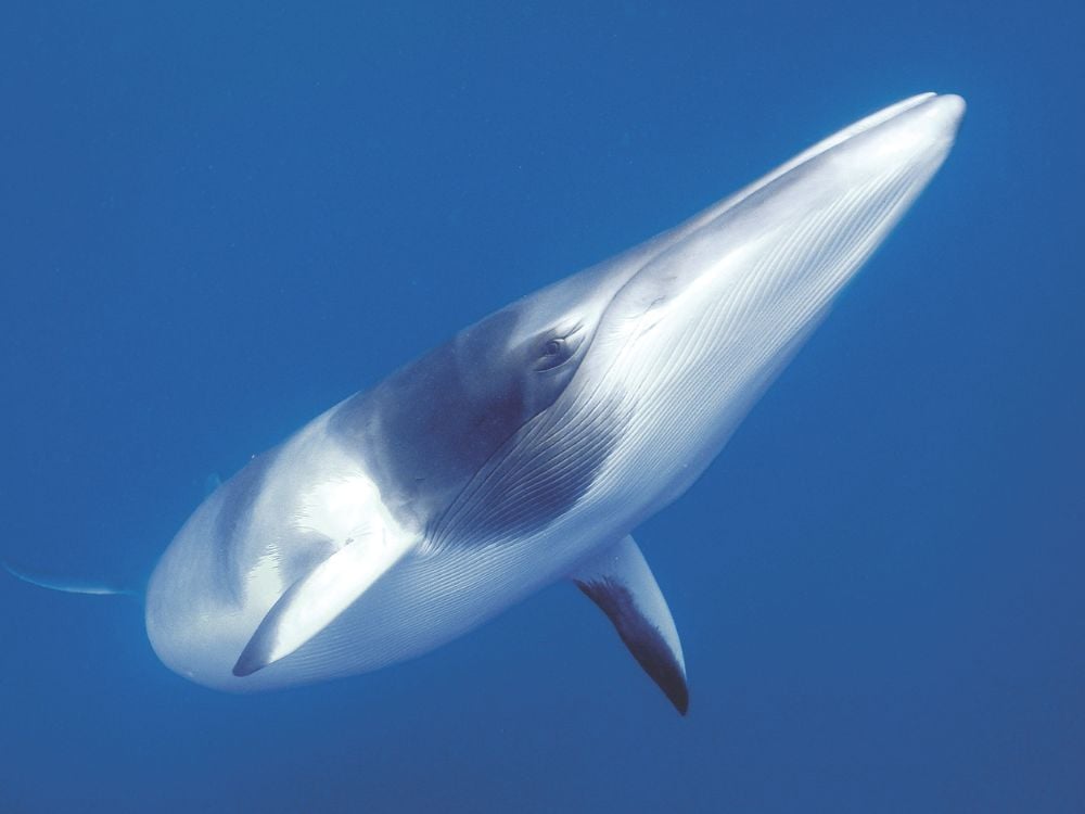 Dwarf minke whale encounter