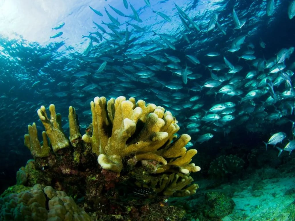 Sipadan reef wall, turtles and schooling fish diving