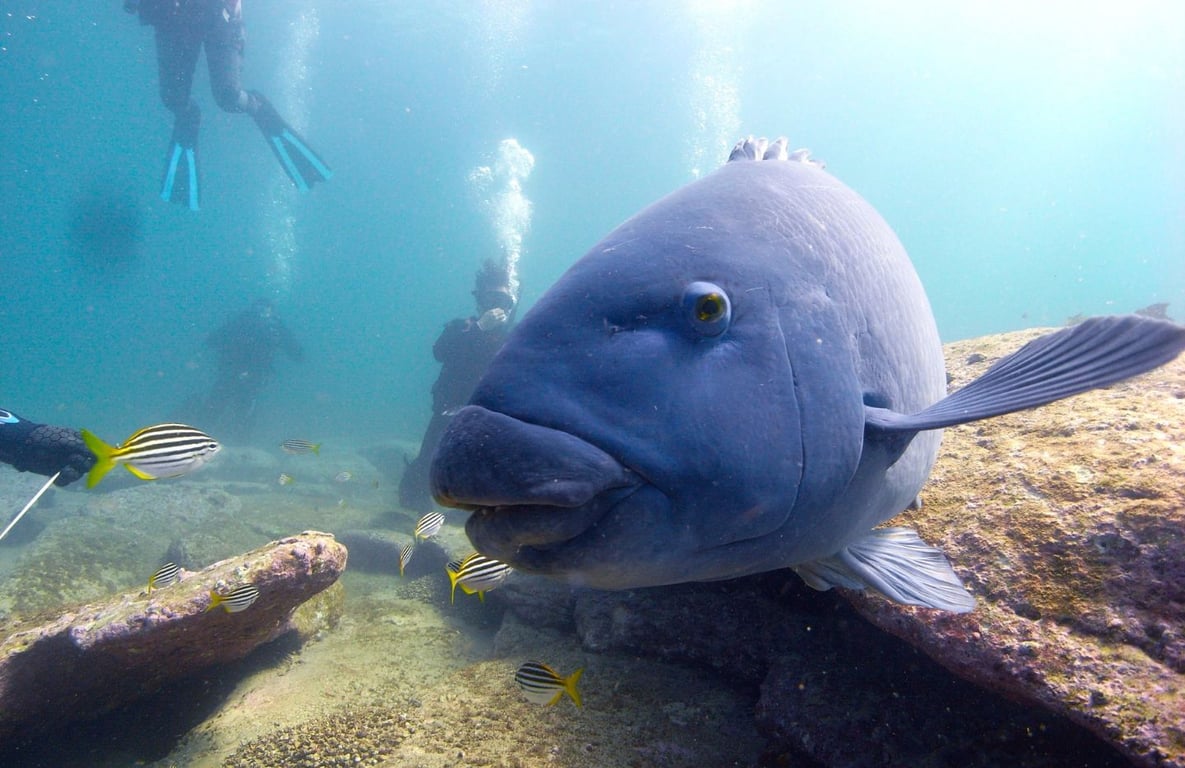 The icon of diving in Sydney, the Eastern Blue Groper, as seen by new divers during their open water course