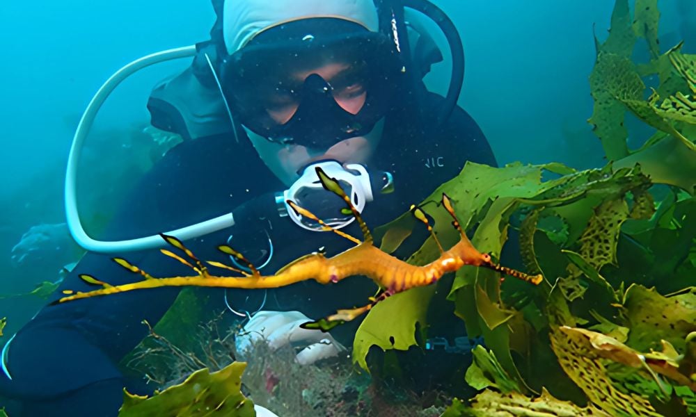 A scuba diver practicing good diving etiquette in a beautiful underwater environment.