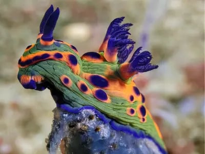 Donut nudibranch (Ceratosoma trilobatum) on a Sydney reef