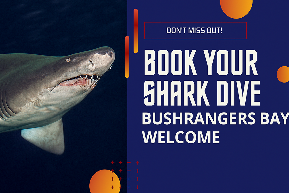 Book You Shark Dive at Bushranhers bay