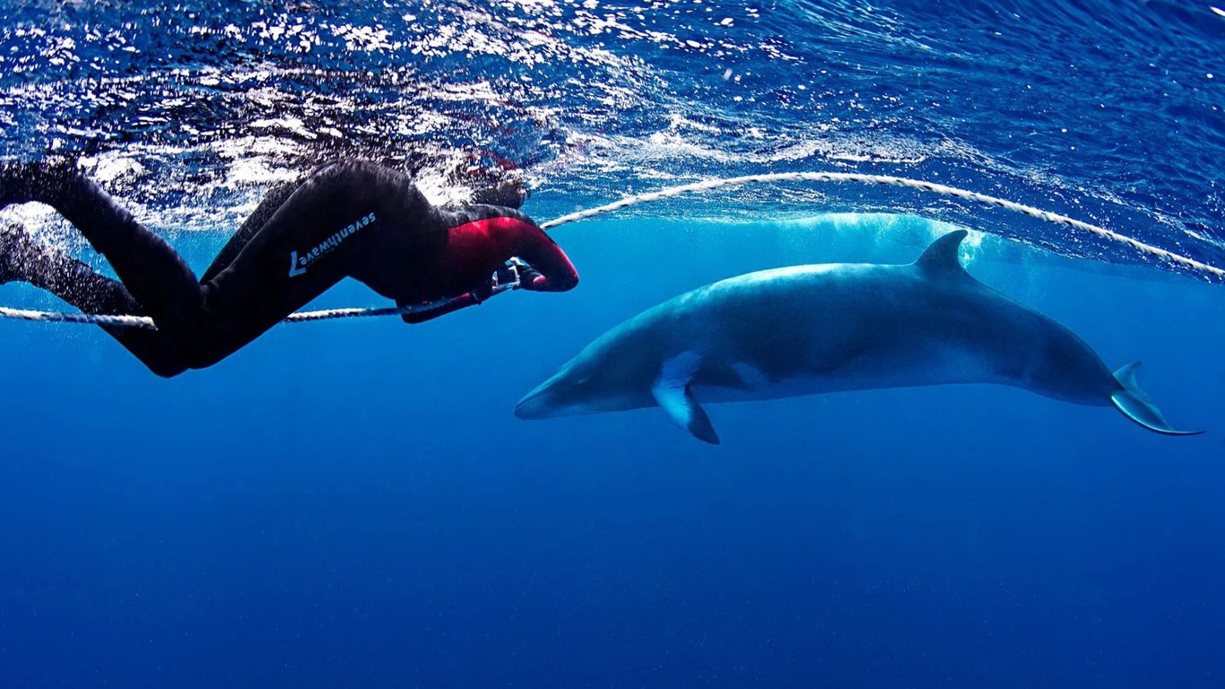 Dwarf minke whale approaching snorkelers on a surface line.
