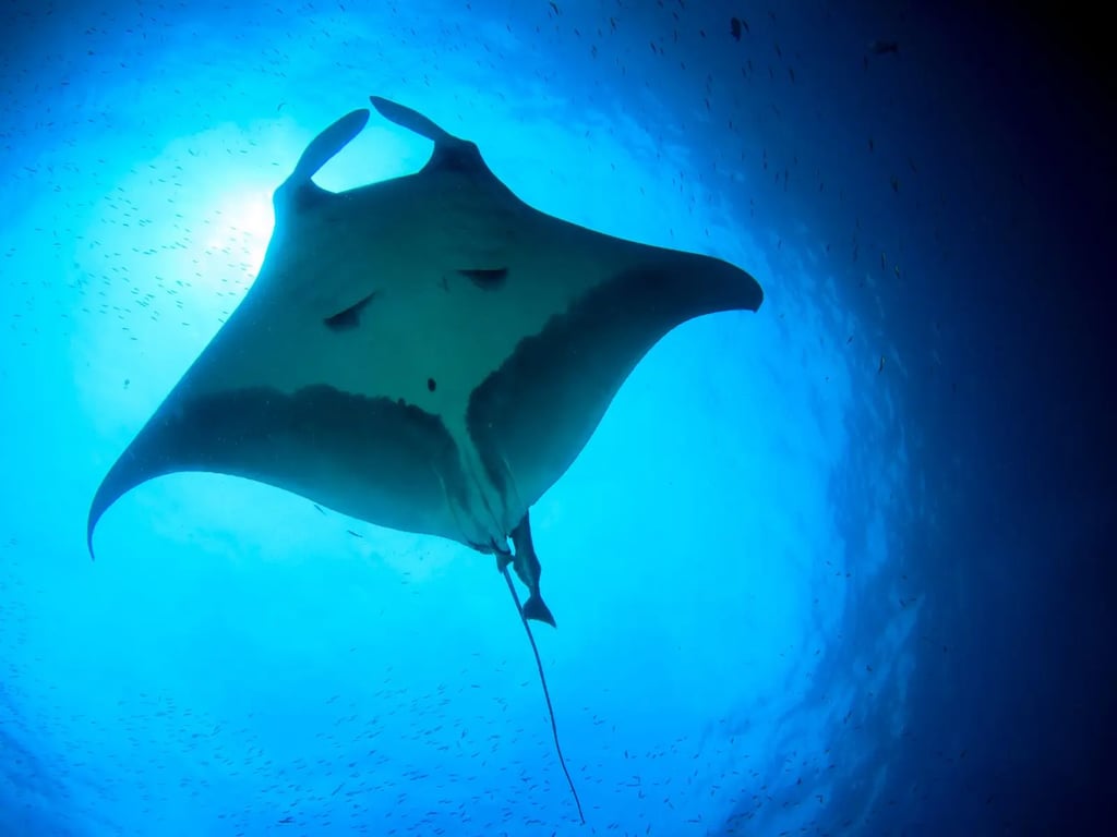 Socorro giant manta and open-ocean pelagic diving
