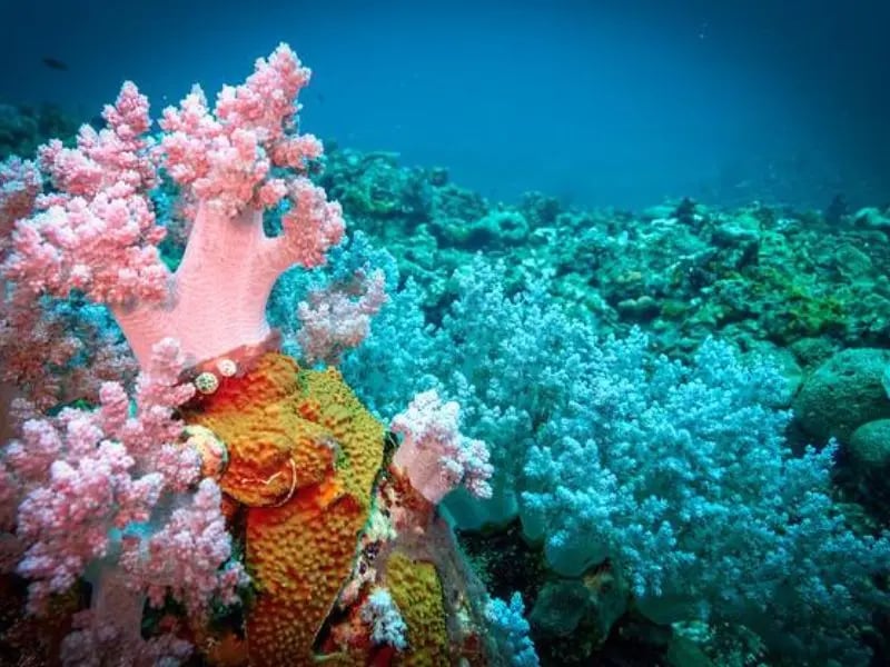 Colourful soft coral on a Vanuatu reef