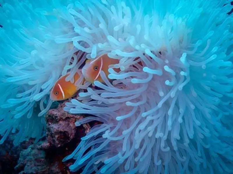Clownfish in anemone on a Vanuatu reef