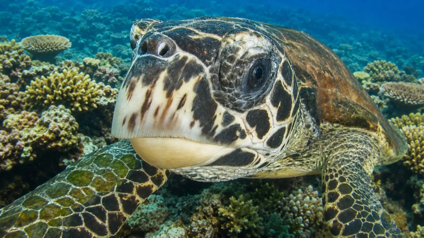 Close-up sea turtle swimming above a tropical Vanuatu reef
