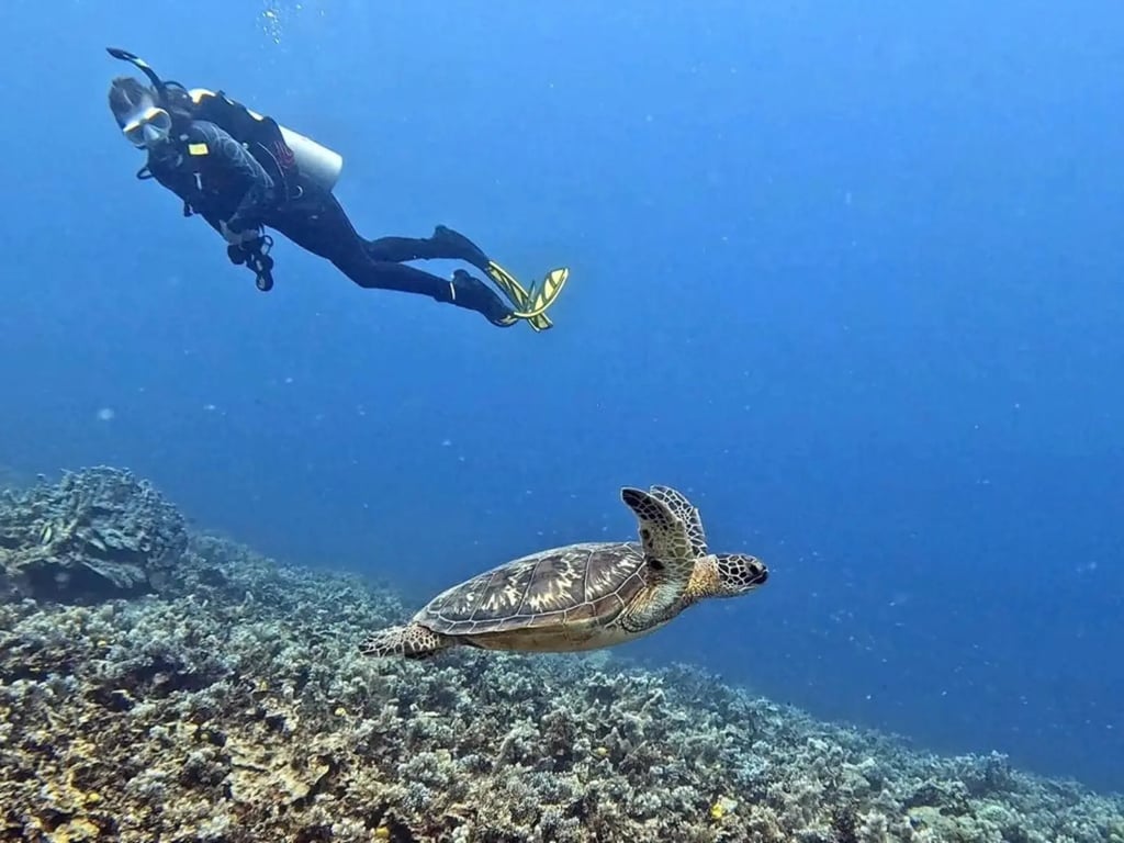 A diver and a green sea turtle swimming above a reef near Moso Island