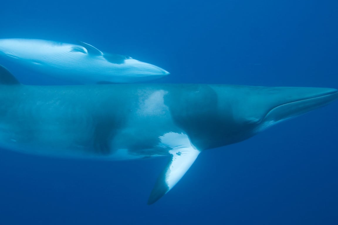 Pair of dwarf minke whales swimming together in the Coral Sea.
