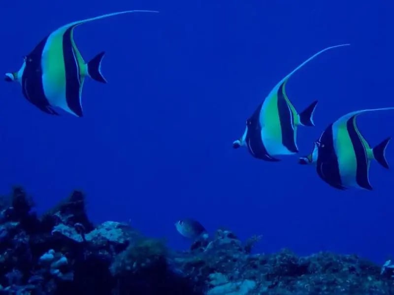 Moorish idol fish swimming over a Vanuatu reef