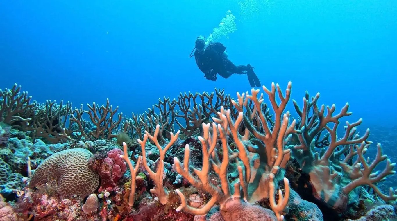 Scuba diver above a colourful coral reef in clear water off Moso Island, Vanuatu