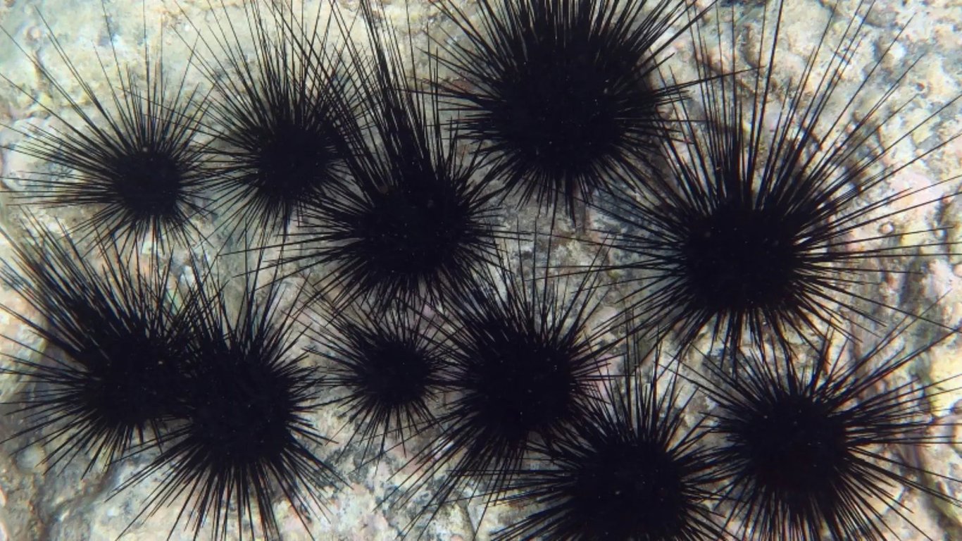 Long-spined sea urchins on a rocky reef
