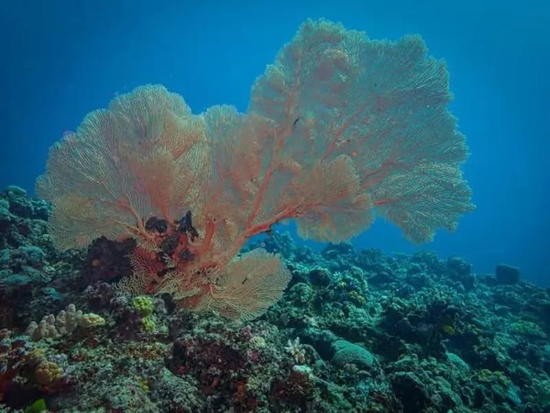 Sea fan coral on a Vanuatu reef