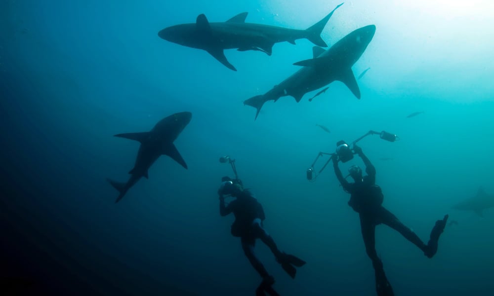 Shark diving as a conservation effort.