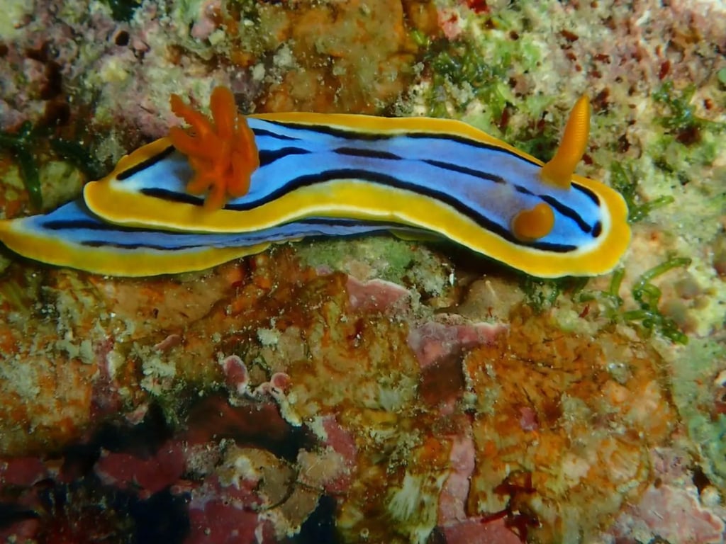 Blue and yellow nudibranch on a reef