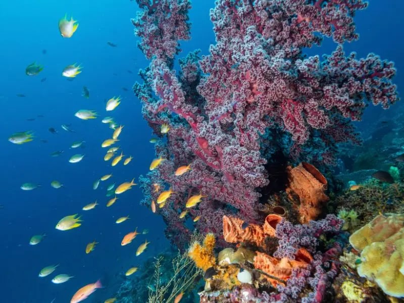 Colourful soft corals surrounded by schooling fish on a Triton Bay reef