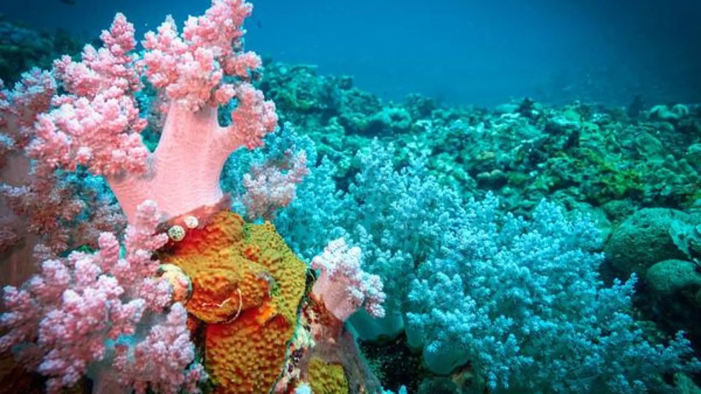 Camouflaged scorpionfish among colourful soft coral on a Vanuatu reef