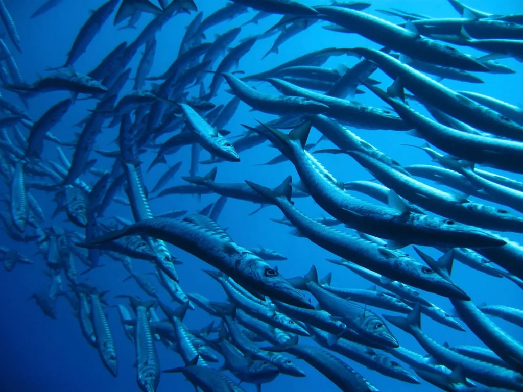 Large school of barracuda in clear blue water