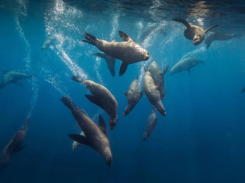Montague Island seal diving weekend