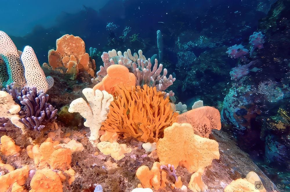 The colourfull sponges seen by divers at Henry Head