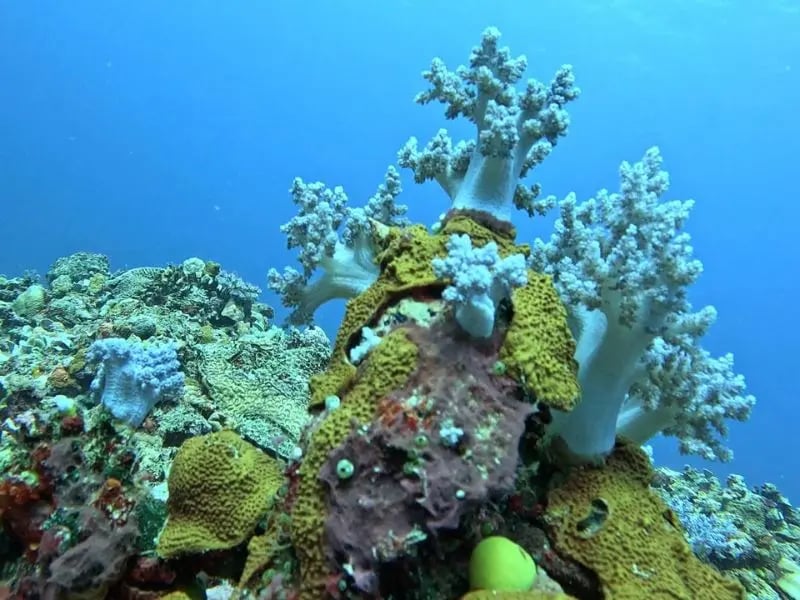 Coral garden and clear blue water on a Vanuatu reef