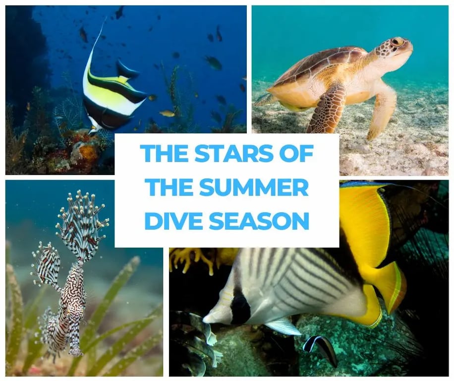 some of the summer visitors to Sydney during the summer season