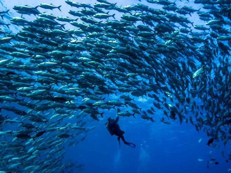 Diver surrounded by a massive school of fish on a liveaboard dive