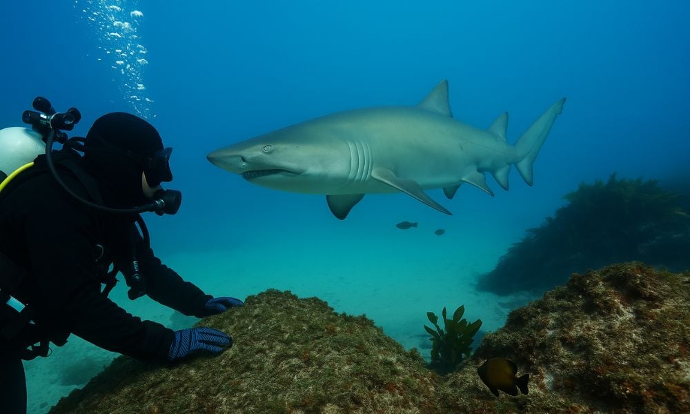 A diver giving space to marine life while exploring a dive site.
