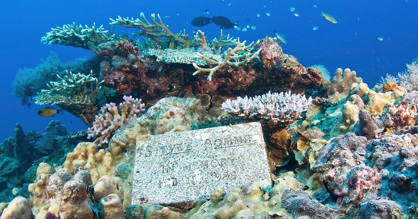 Great Barrier Reef coral scene representing the June to November northern reef window