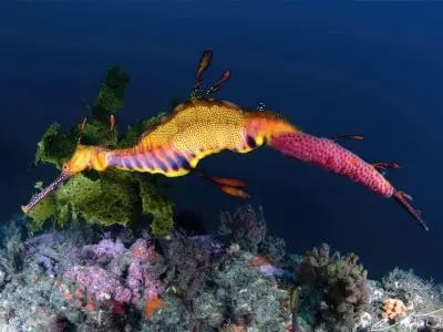 Weedy seadragon in Sydney’s temperate reefs
