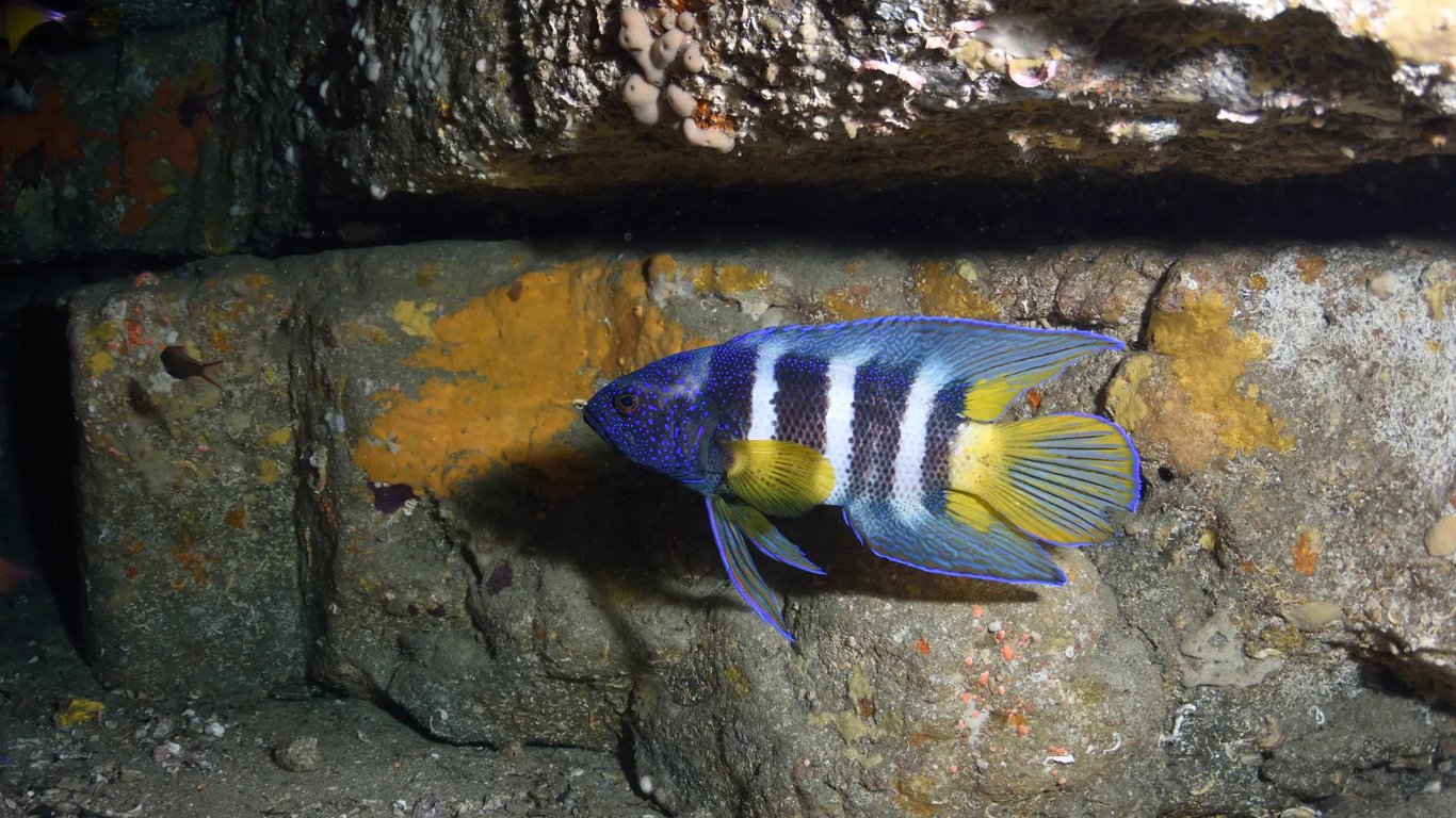 Eastern Blue Devil Fish sheltering beneath a rocky reef ledge