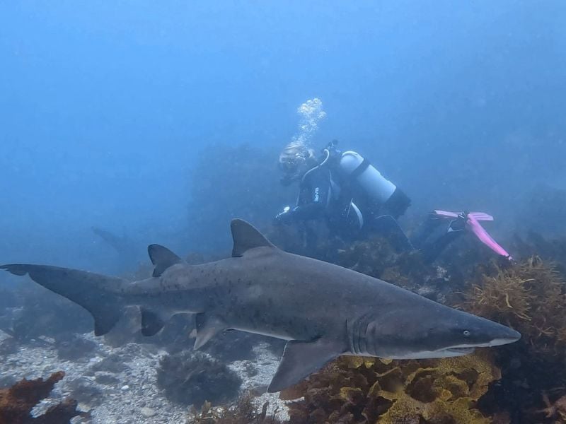 Grey Nurse shark in the wild witha diver at Bush Rangers Bay