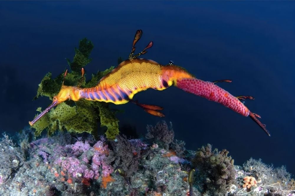 A weedy seadragon heavely laden with eggs as seen on a guided dive at Kurnell