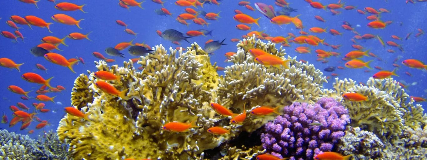 Sydney or Cairns