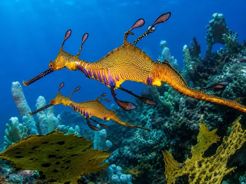 Sydney marine life underwater