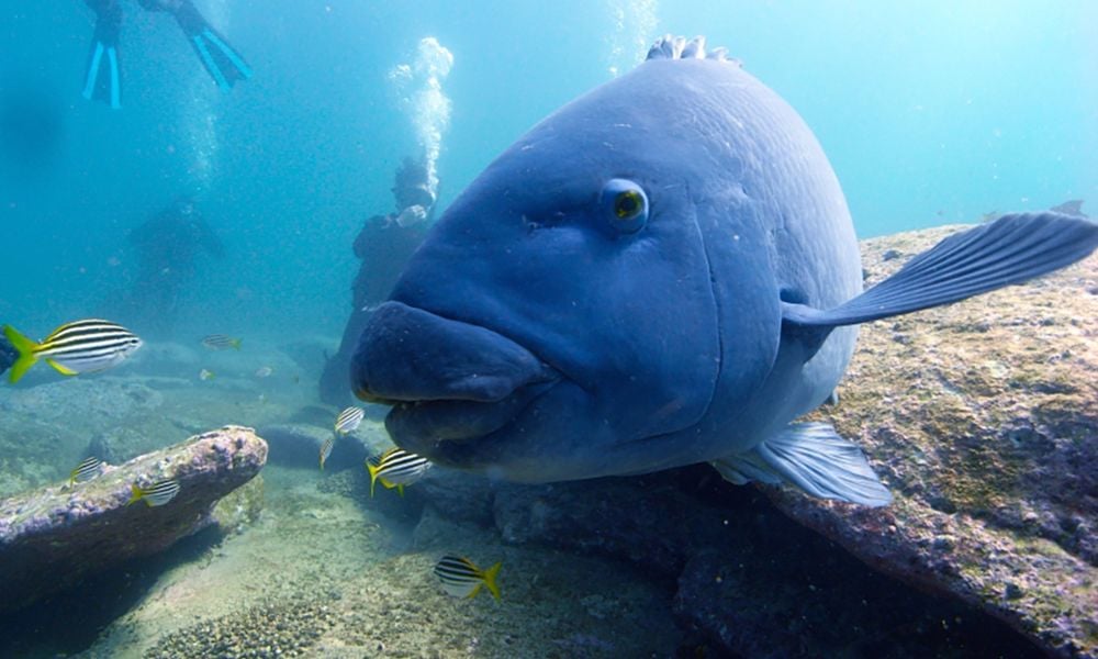 An underwater scene showcasing diverse marine life in Sydney, perfect for guided shore diving.