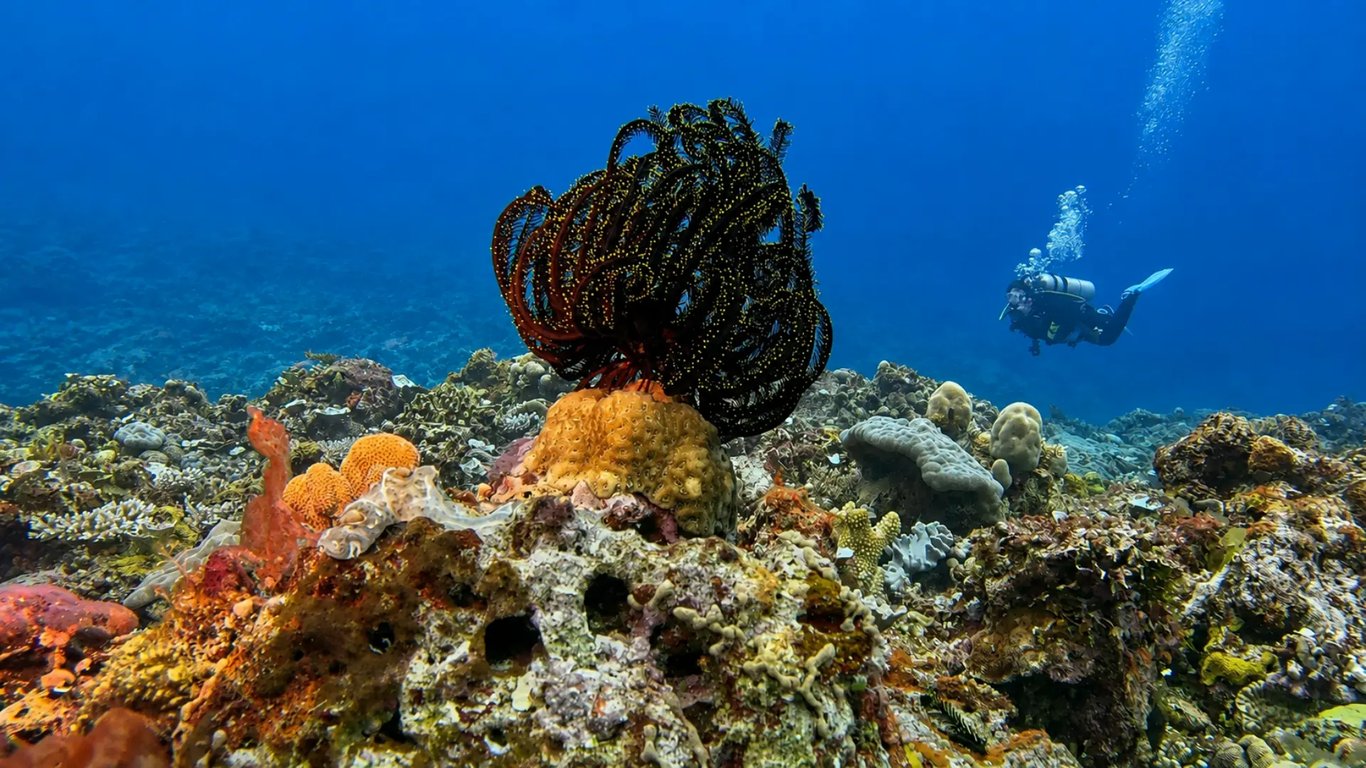 Scuba diver above a colourful coral reef in clear water off Moso Island, Vanuatu